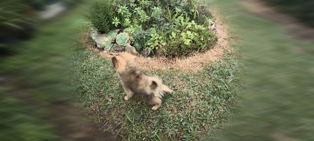 Spitz alemão anão Lulu da Pomerânia hiper miniatura criado em ambiente