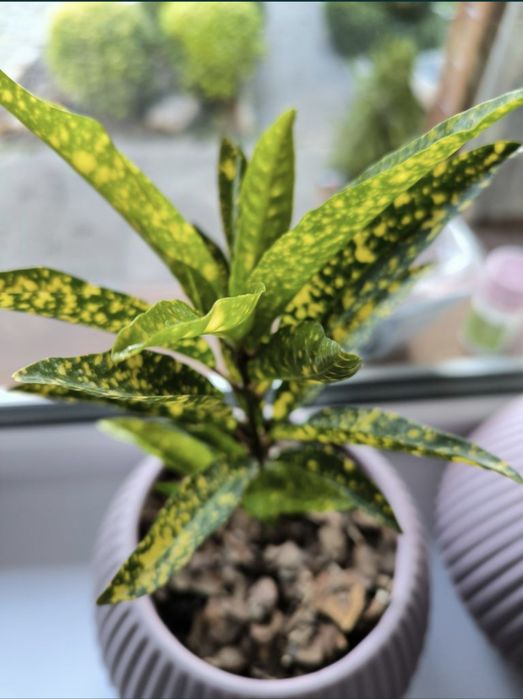 Кодиеум (Кротон) Gold sun