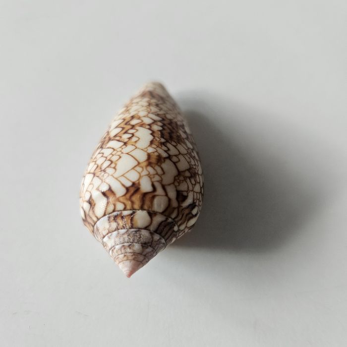 Muszle ozdobne textile