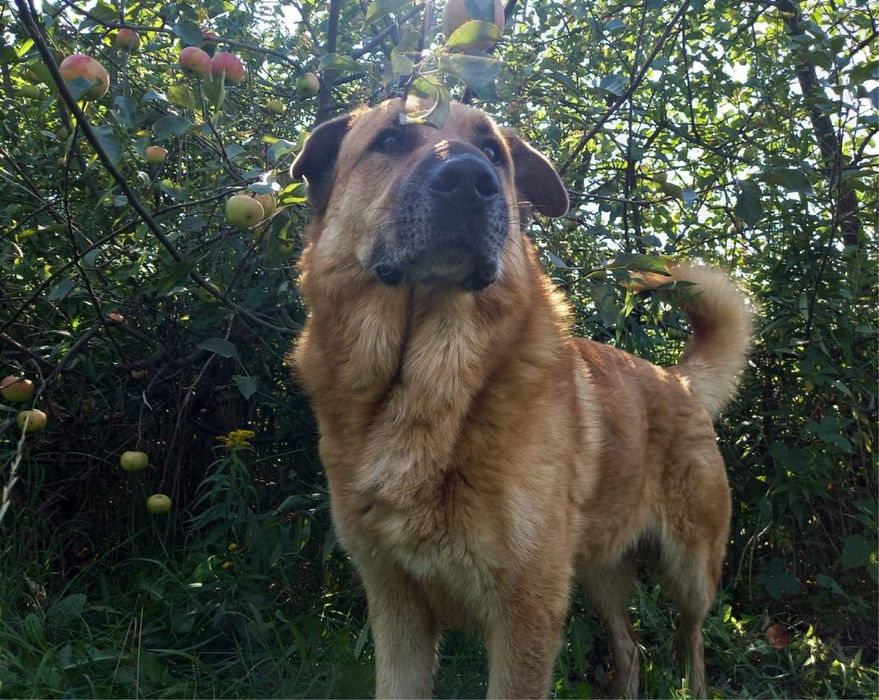 Rufi - 50-kilogramowy wspaniały pies do adopcji
