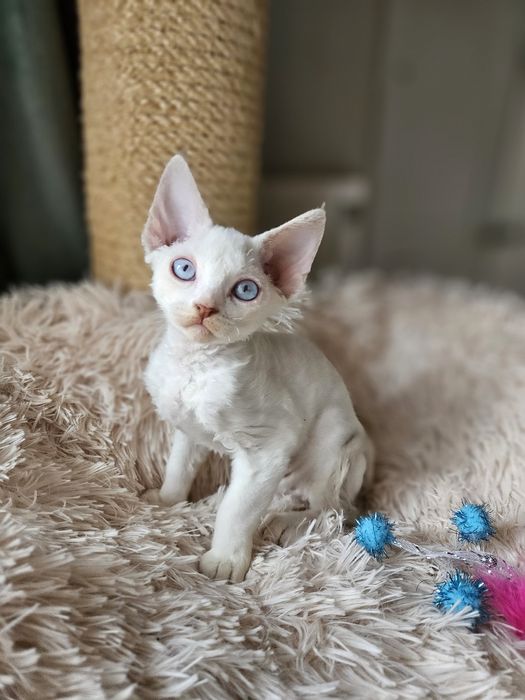 Kotka Devon Rex liliowy point