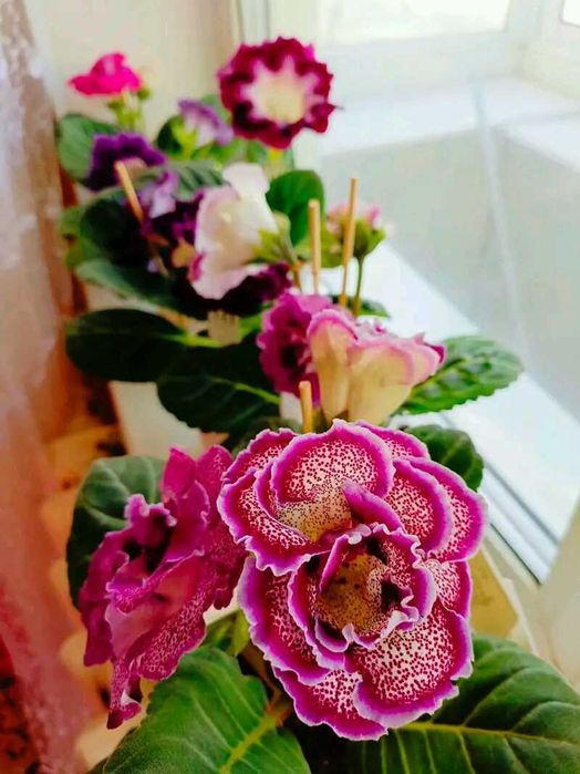 Глоксинія еск вишив