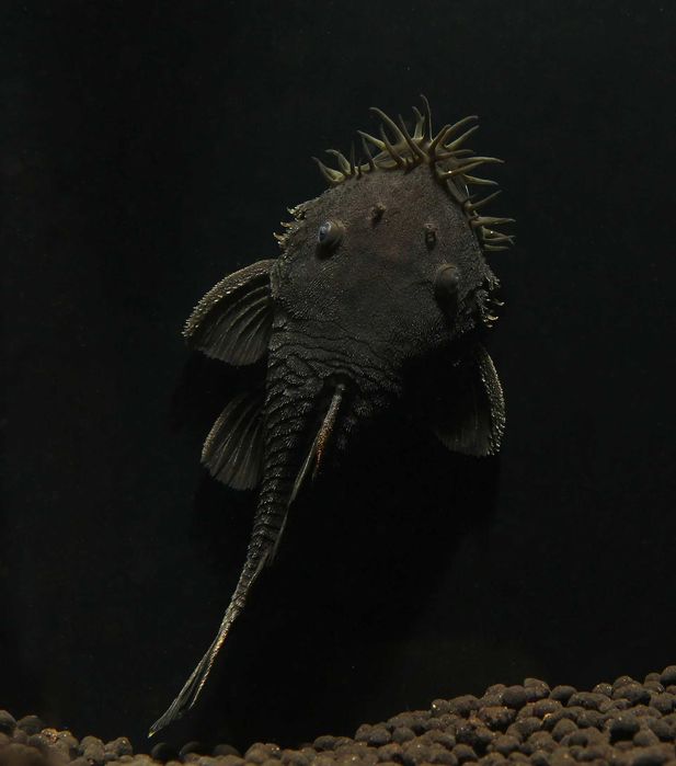Medusa Plecostomus L-034