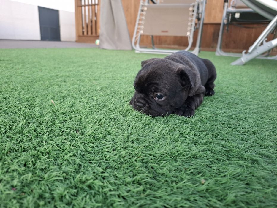 Bulldog francês macho