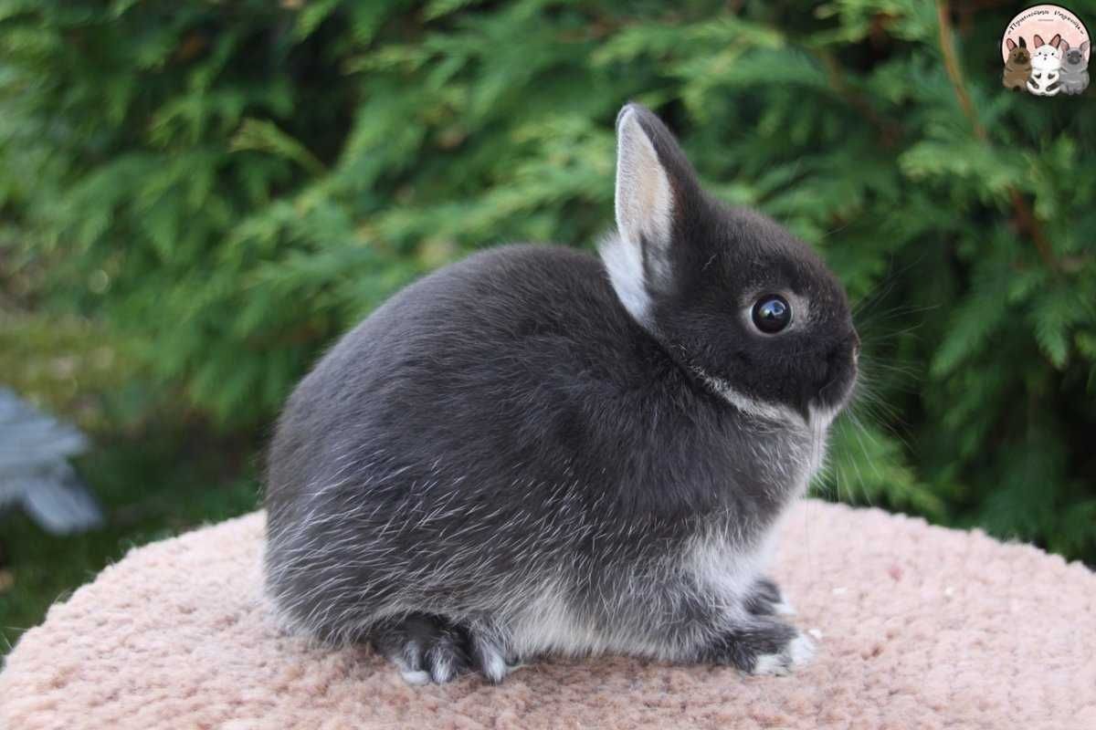 Супер мини кролик, нидерландский торчеухий из питомника!