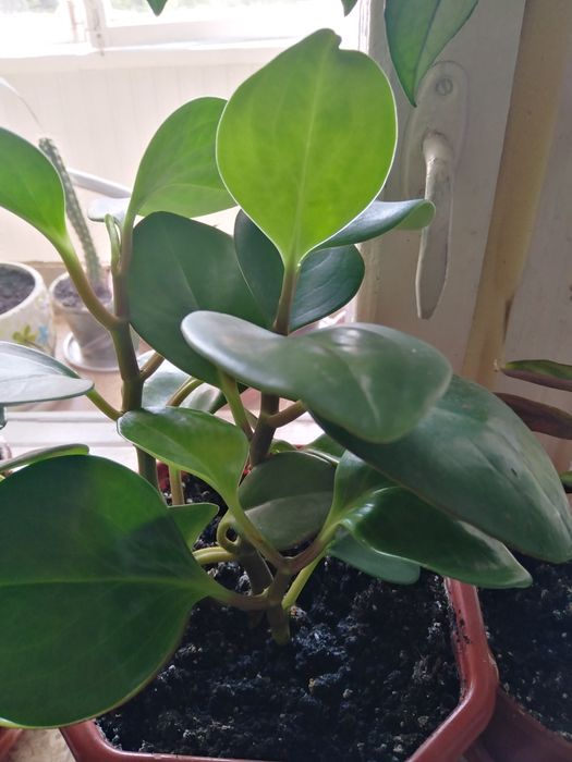 Паперомия цветок молодой