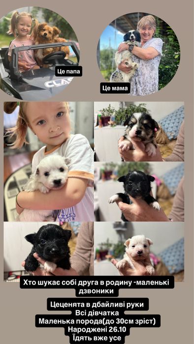 Собачка маленької породи в добрі руки