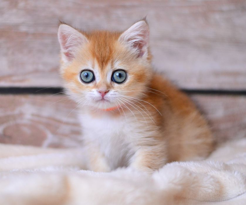 Золота шиншила дівчинка