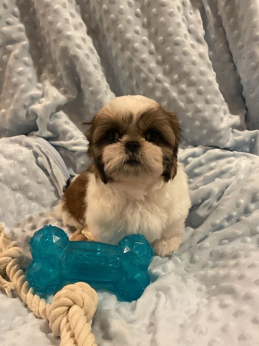 Shih - Tzu Salonowe, Pieski