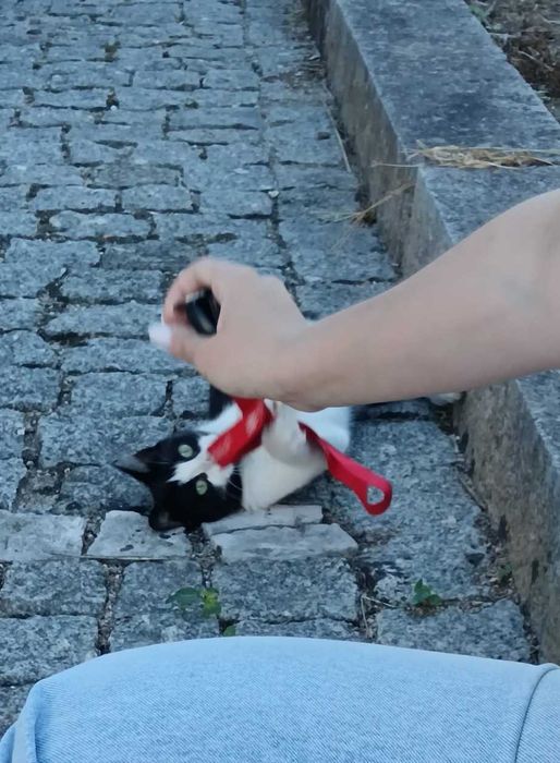 Gatinha para Adoção