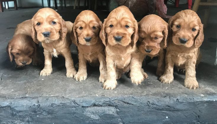 Англійські кокер-спанієлі для справжніх поціновувачів!