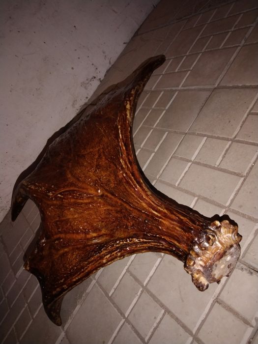 Продам справжній ріг Оленя