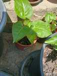 Tamarilho planta