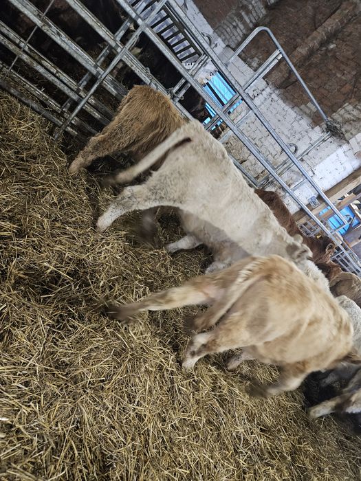 Byczki oraz jałowki mięsne w czystej rasie