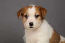 piesek Jack Russell terrier ZKWP/FCI szorstkowłosy