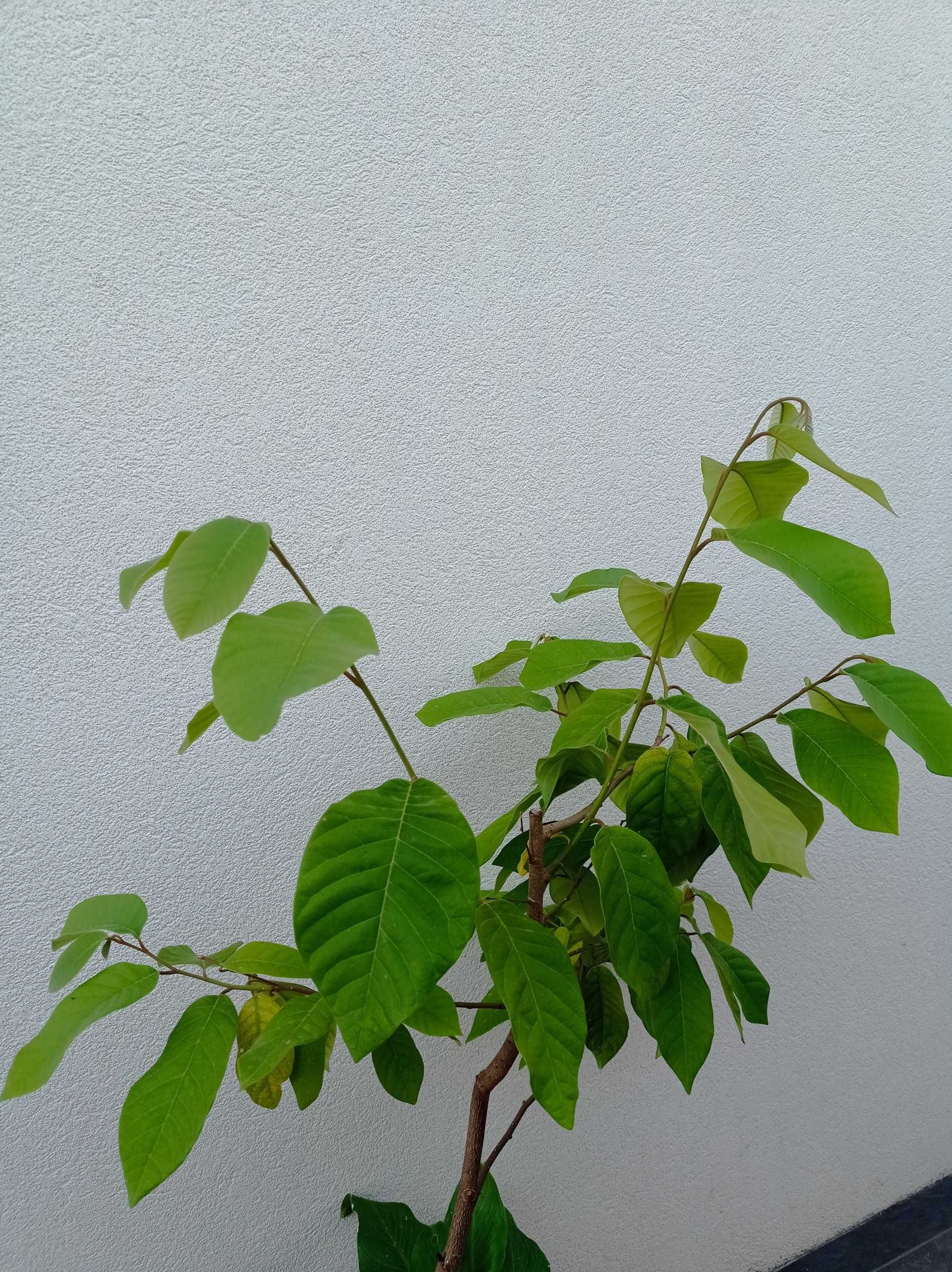 Bananeira, Anona, figueira, amora sem picos...