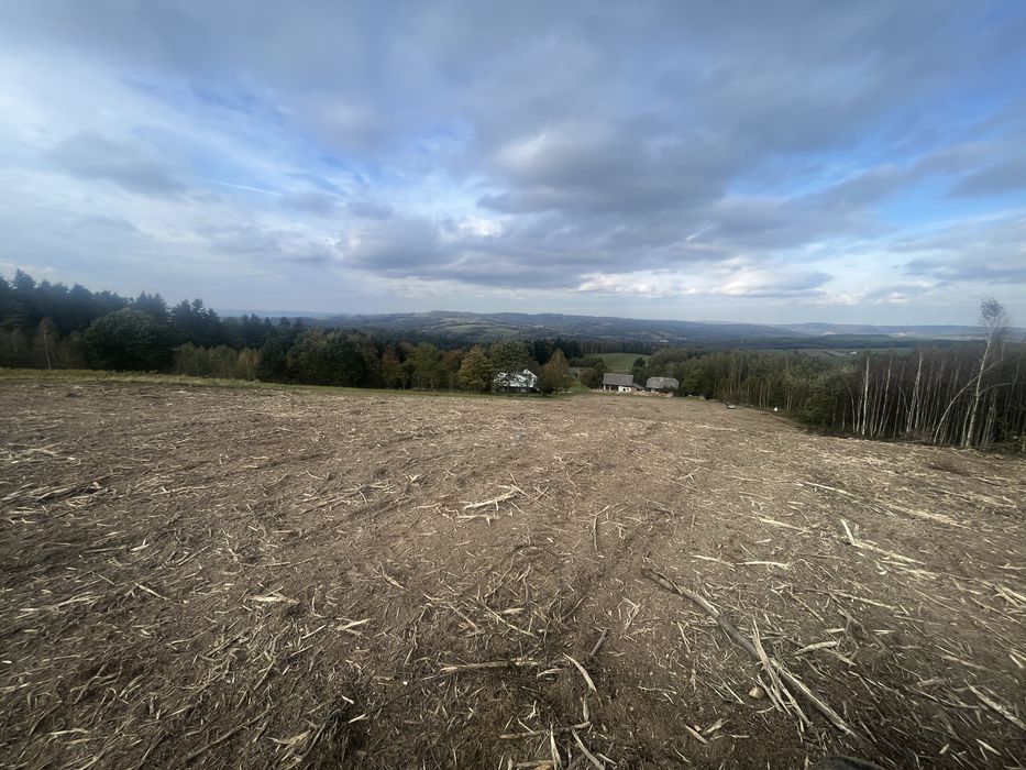 Mulczowanie usuwanie zakrzaczen samosiejek wycinka drzew czyszczenie