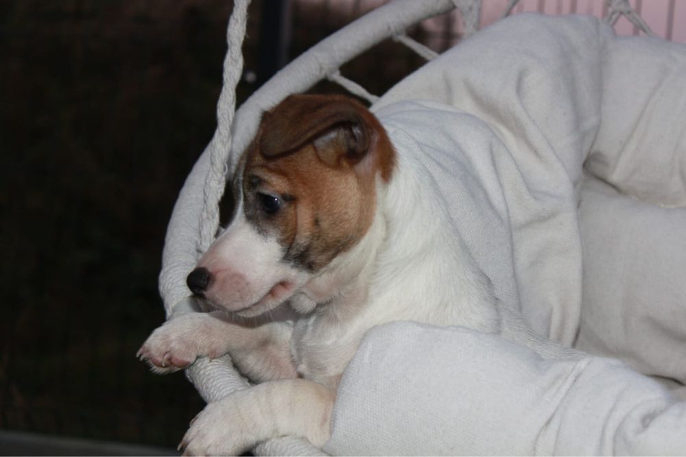 Piesek Jack Russell Terrier