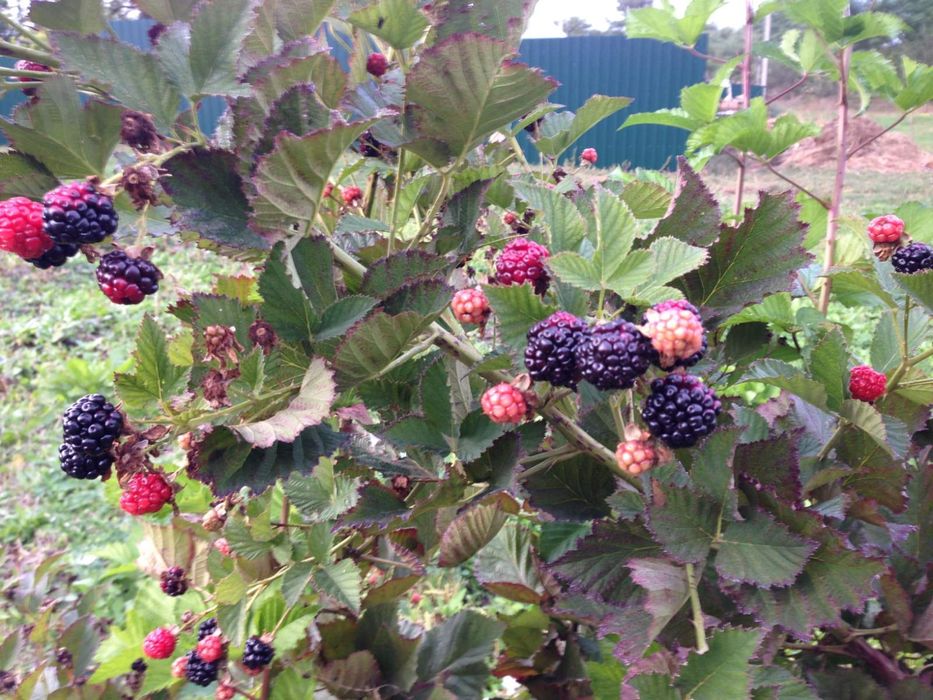 Еже-малина ежевика и др