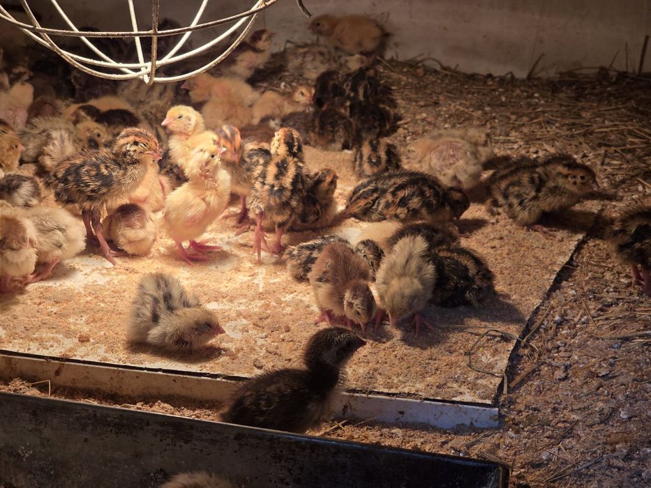 Przepiórki tygodniowe 7 dniowe mandżurska texas faraon brojler celadon