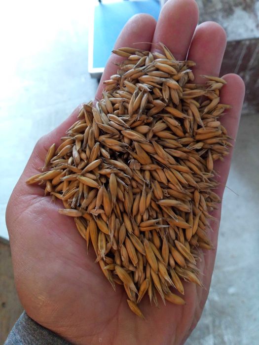 Sprzedam owies Bingo