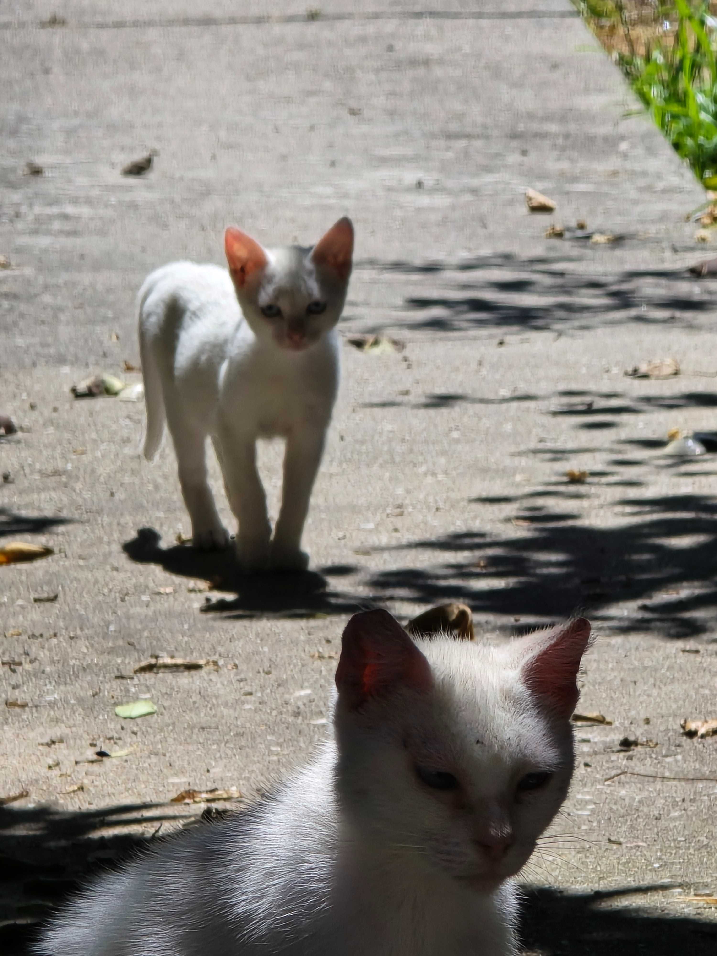 Gatos para doar!