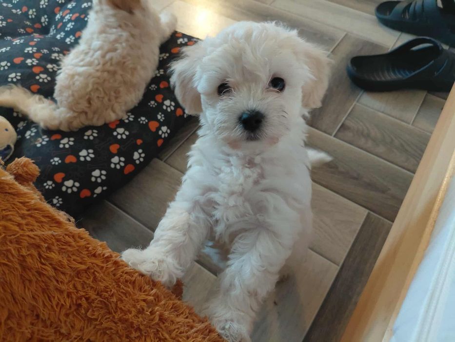 Maltipoo | Śliczny Chłopczyk