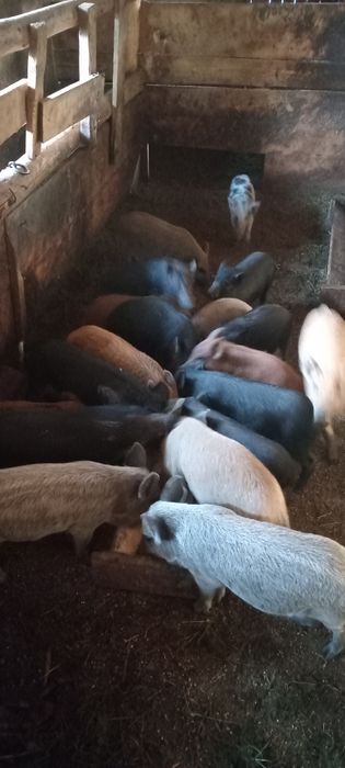 Продаю поросята Венгерська Мангалиця і В'єтнамські. Також може бути на