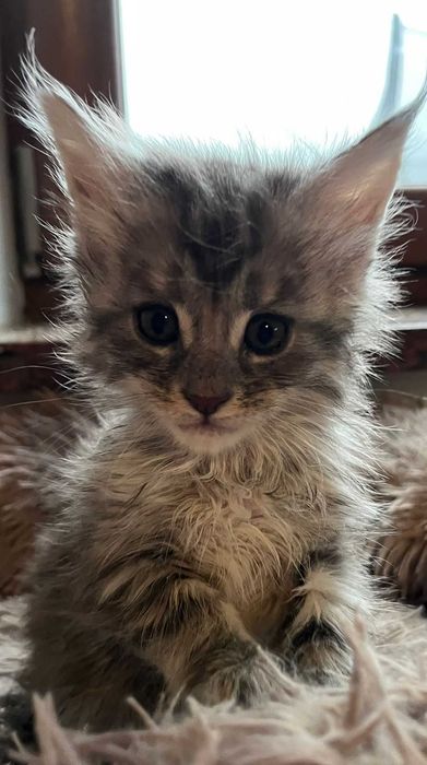 Kotka Maine Coon as 22 linia shaded
