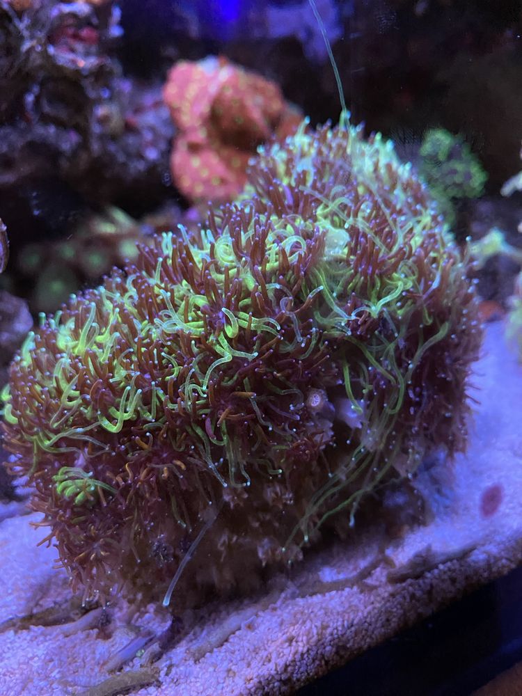 Koralowiec Galaxea bicolor