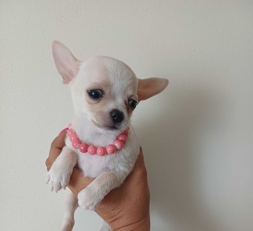 Chihuahua śliczna sunia