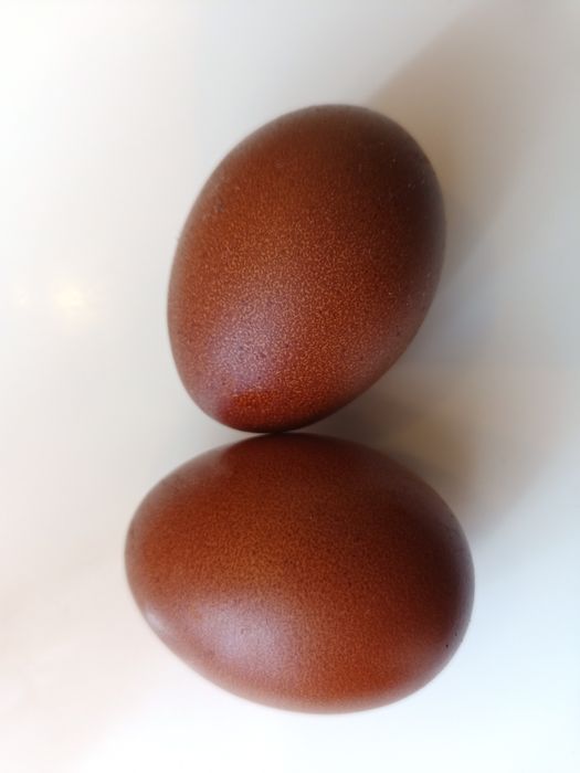 Jajka legowe MARANS, araukana ARAUCANA araukany ARAUKANY jaja