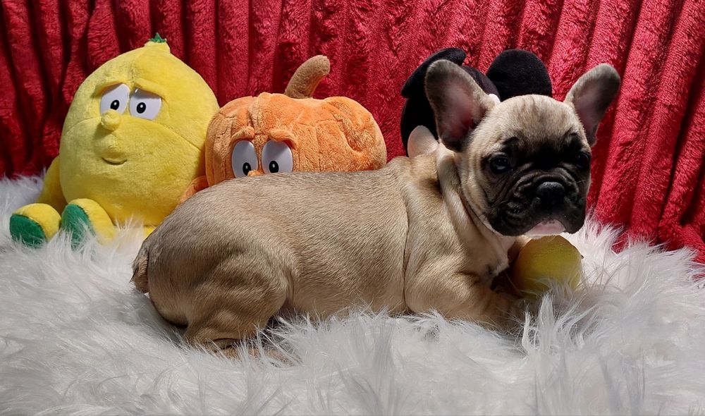 Bulldog francês menino