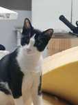 Snackers - Gatinho para Adopção