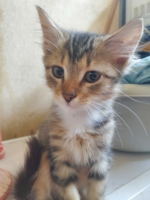 Безкоштовно кошенято 3 місяці