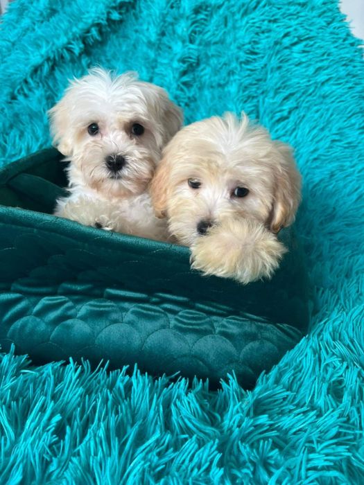 Przepiekna miniaturowa ksiezniczka Maltipoo nauczona czystości