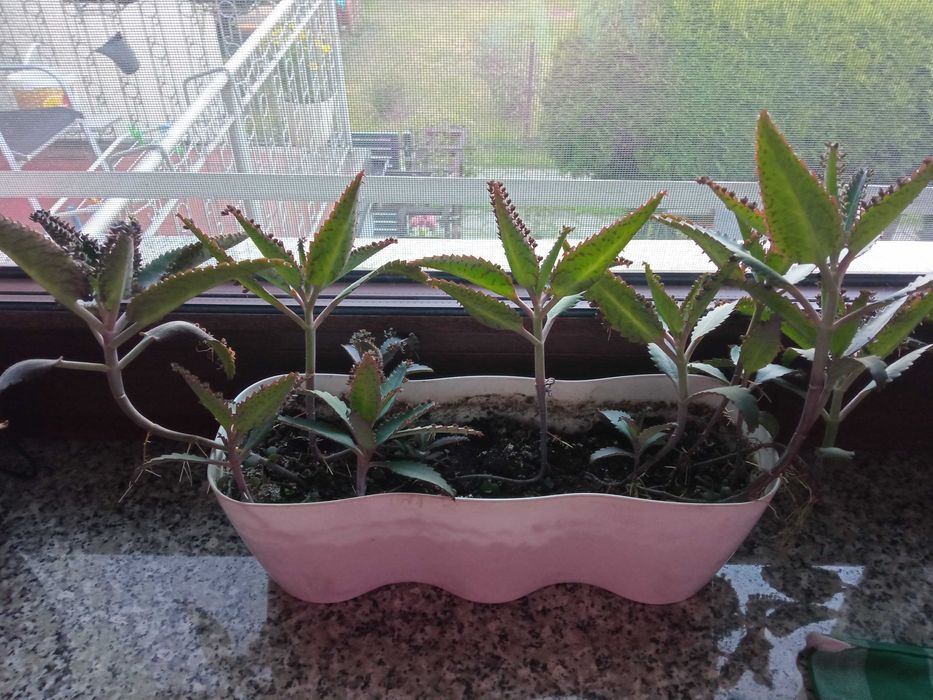 Żyworódka pierzasta szczepki