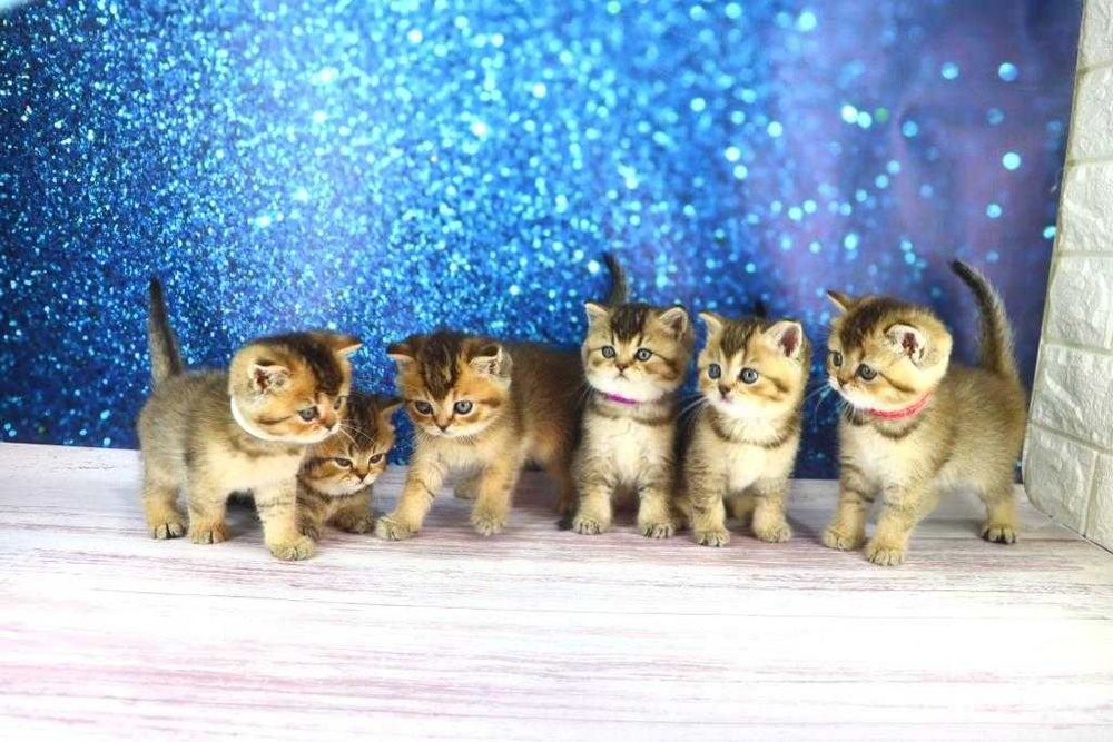 Прямовухі дітки -хлопчики і дівчатка