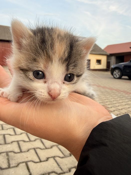 Oddam kotki w dobre ręce