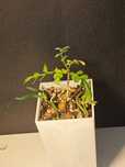 Pachycormus discolor - Caudex/ Kaudeks
