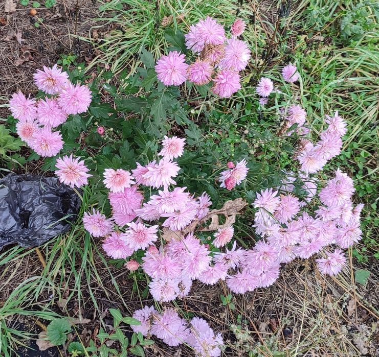 Хризантеми - високі, мультифлори, кущові, букетні