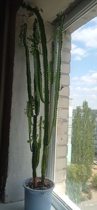 Кактус молочай / кактус