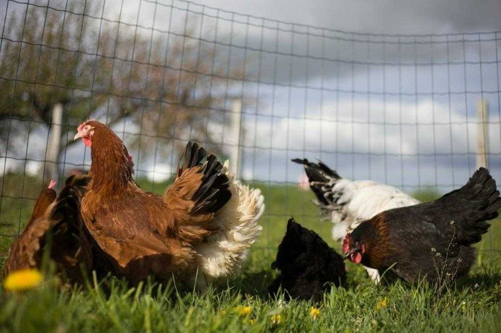 Kury kokoszki nioski Rosa kolorowa odchowana na wybieg dostawa Gratis