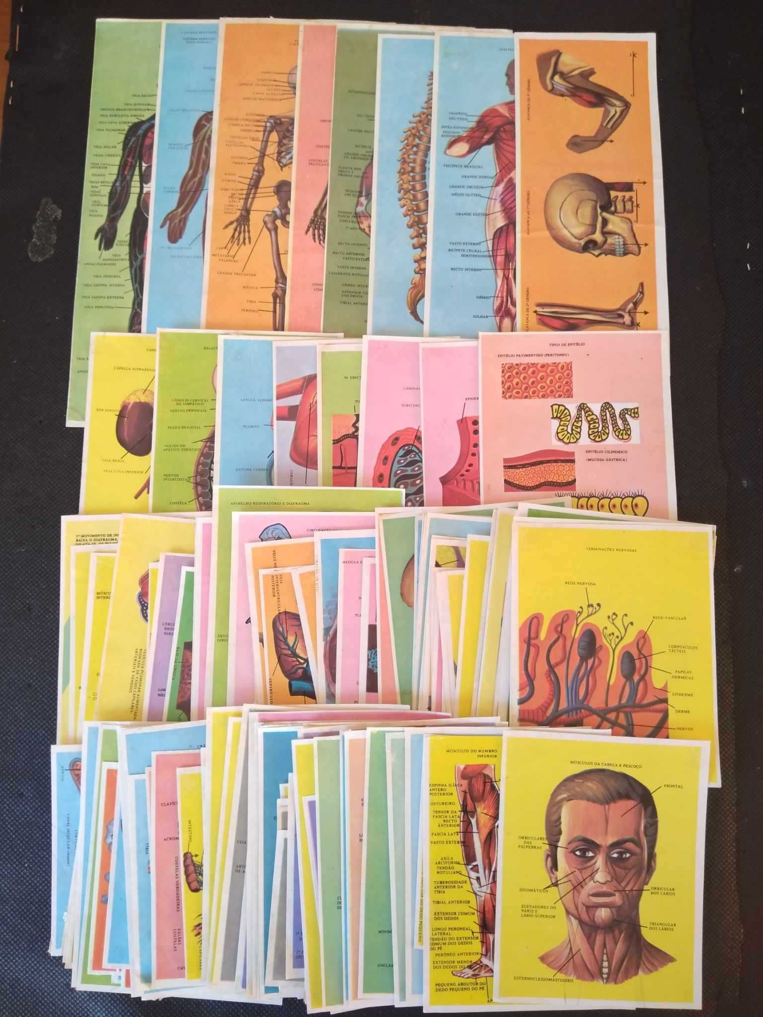 Cromos Coleção Completa de 240 Cromos Corto Humano.