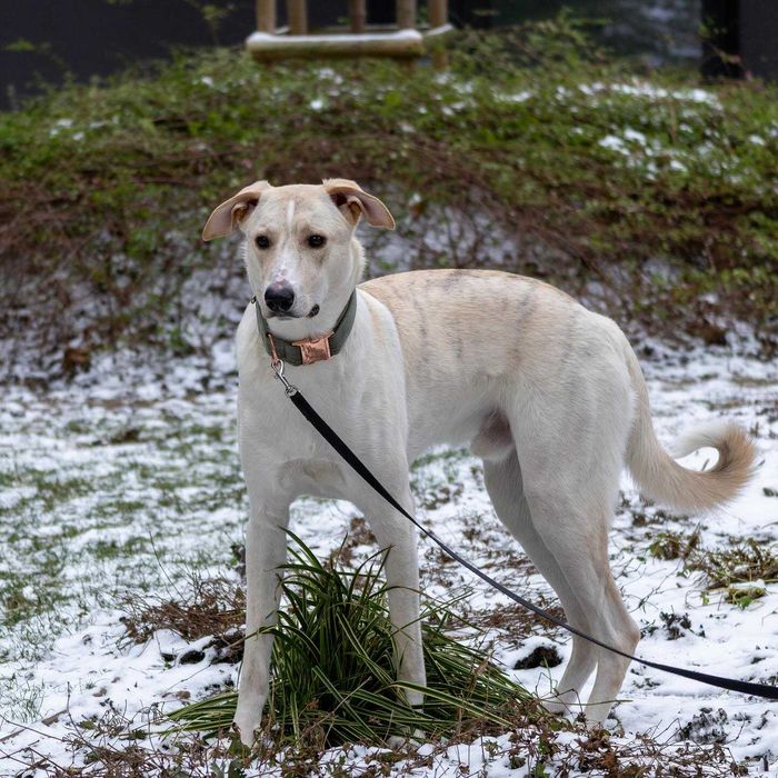 Pies Chart x Labrador PILNIE do adopcji PROSIMY o pomoc Fundacja