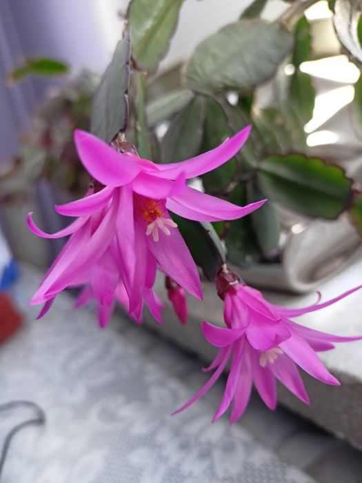 Kaktusy schlumbergera grudniki, wielkanocniki pędy, epiphyllum biały