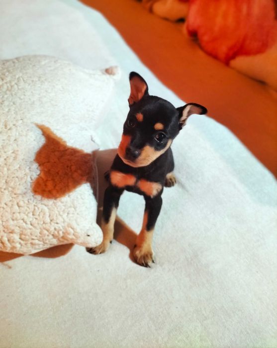 Pinscher macho lindo