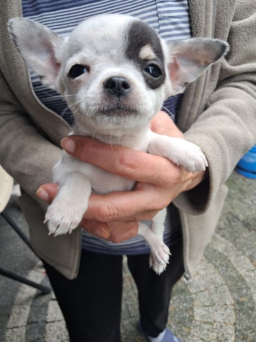 Szczeniak chihuahua piesek