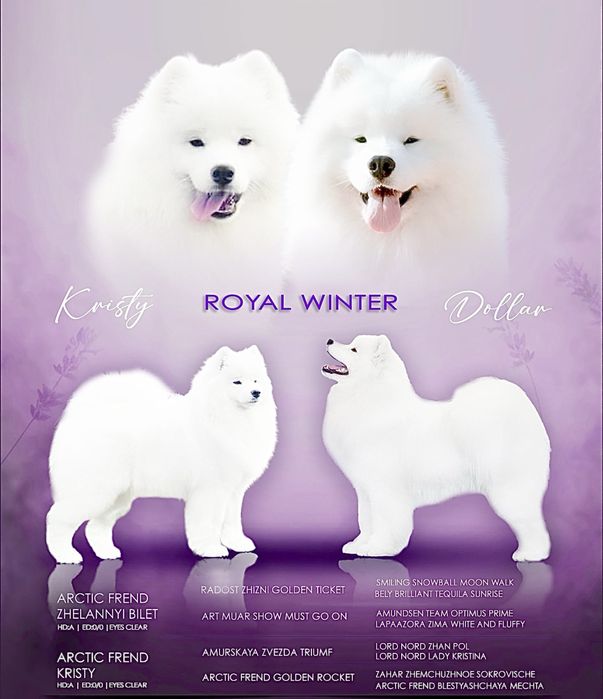 Samoyed Royal Winter FCI