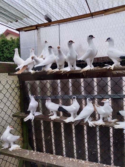 Krymka Polska krymki